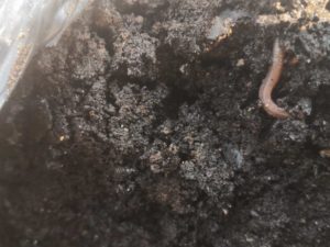 Organic Live Culture Compost