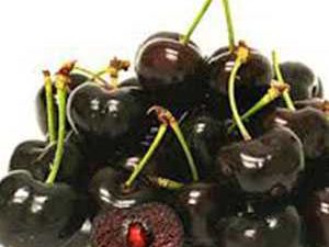 Cherry Trees Lapins Variety