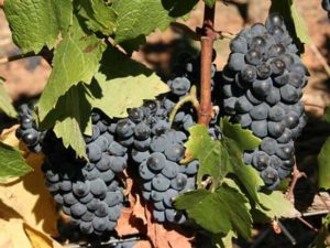 Pinotage wine grape