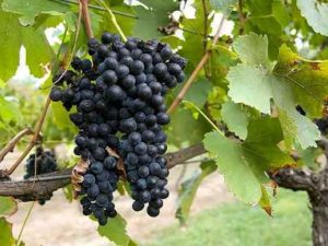 Syrah/Shiraz wine grape