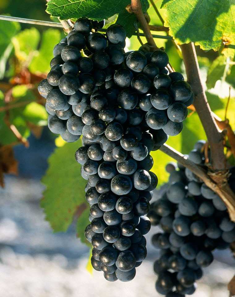 Cabernet Sauvignon wine grapes