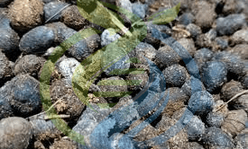 Fertilizer – Organic Slow Release Nitrogen 1kg