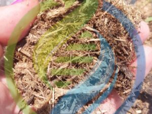 Organic Horse Manure