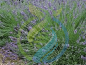 Lavender English Margaret Roberts