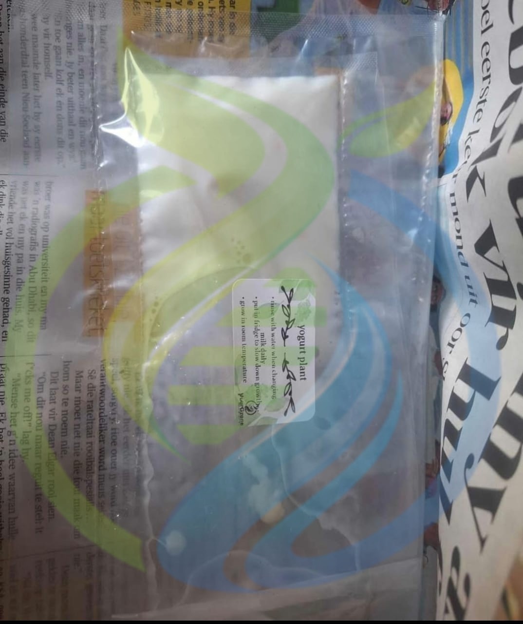 Milk Kefir Grains - Image 2