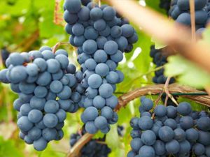 Pinot Noir wine grape