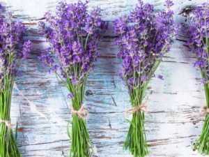 Fresh Lavender Bouquets