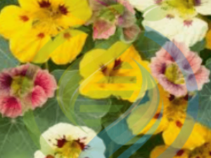 Nasturtium