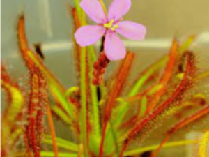 Seeds – Carnivorous Plant – Drosera Capensis (Red Form)