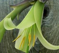 Seeds – Flowers – Exotic Bromeliad