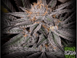 Grand Daddy Grapple Seed