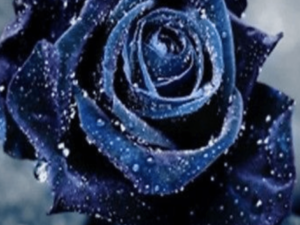 seeds- Midnight Supreme Rose