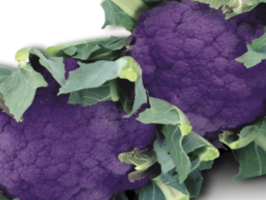 Seeds – Vegetables – Purple Broccoli
