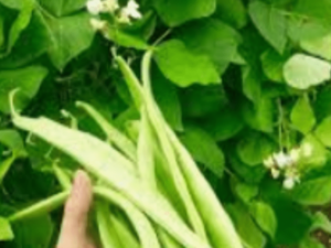 Seeds – Beans- White Emergo Runner