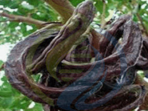Chocolate / Carob Tree