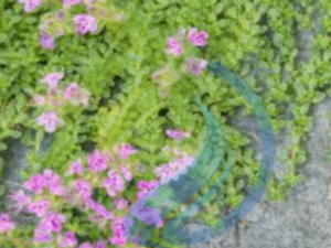 Pink Creeping Thyme