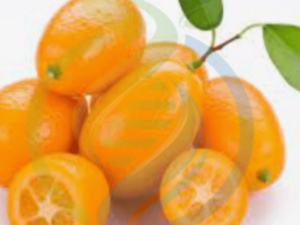 Kumquat Tree