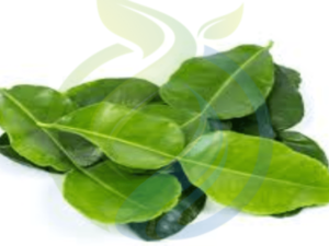Thai Cooking Lime Tree