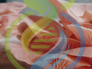 Pink Oyster Mushroom Growing Kit