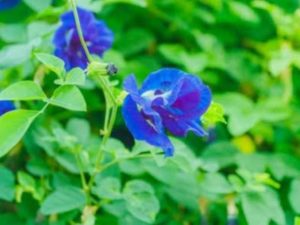 Butterfly Pea Plant