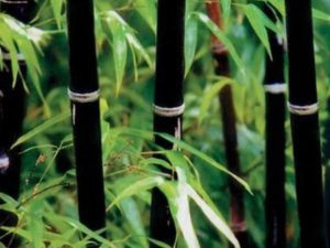 Black bamboo plants