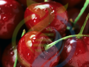 Stella Cherry tree