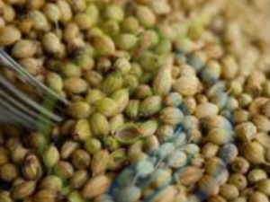 Moroccan Coriander seeds