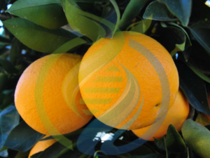 Palmer Orange Tree