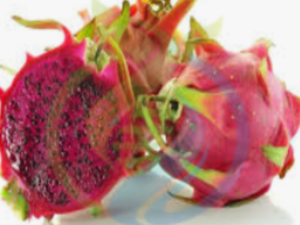 Red Jiana Dragon Fruit Cutting and Plants