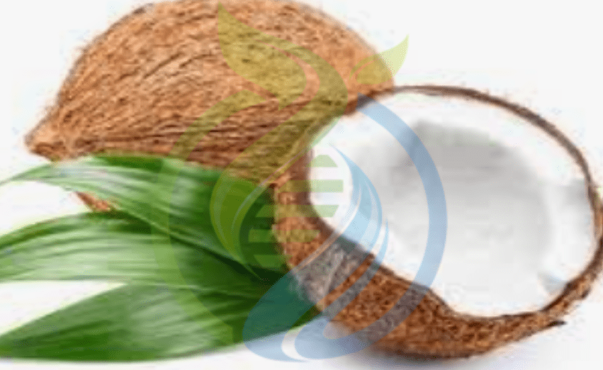 Coconut Tree