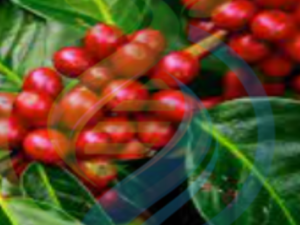 Arabica Coffee Bean Tree – Red