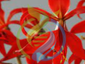 Jacobean Lilies