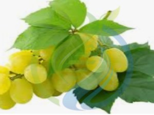 Sultana Grape Vines
