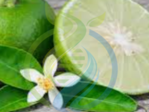 Key Lime Tree