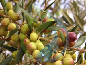 Coratina Olive Tree