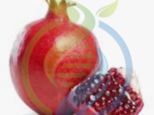 Fresh Pomegranates 6 pack