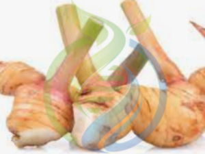 Galangal