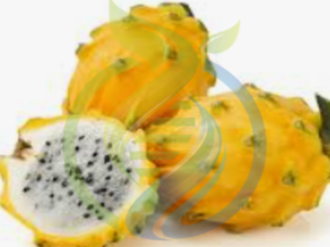 Isis Gold Dragon Fruit plant