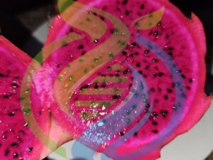 True Costa Rica Dragon Fruit Plant