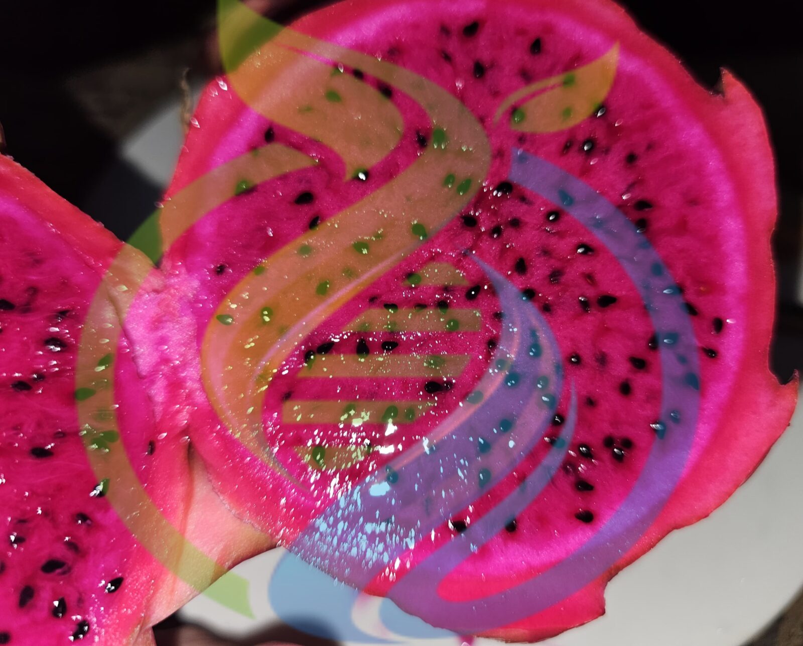 True Costa Rica Dragon Fruit Plant