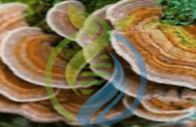 Turkey Tail Mushroom Grow Kit
