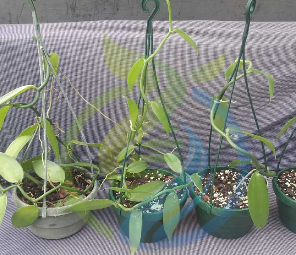 Vanilla Vine Plants - Image 2