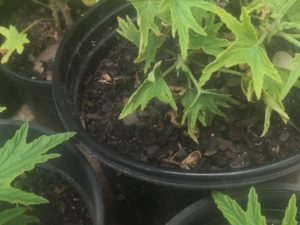 Citronella plants