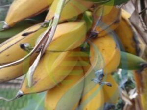 Burro Banana Tree