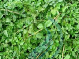 PennyRoyal Groundcover