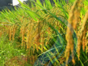 Kilombero Rice Seed