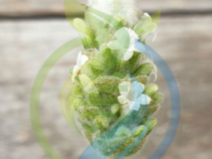 White Lavender Plants
