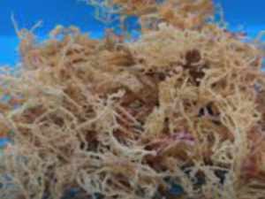 Sea Moss Chondrus Crispus Eucheuma spinosum