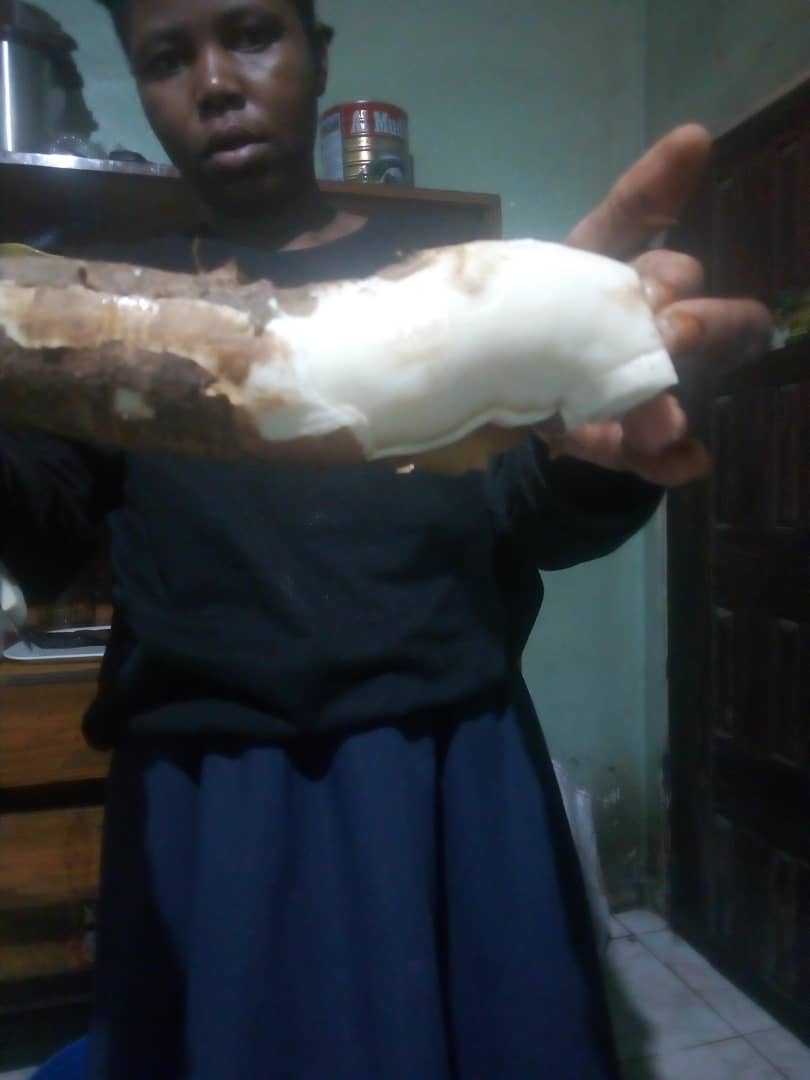 Cassava Roots fresh - Image 2