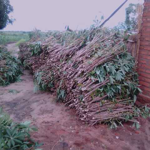 Cassava Roots fresh - Image 3